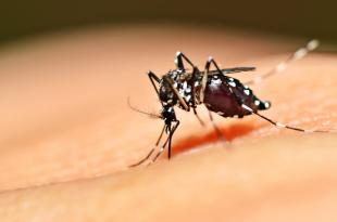 DENGUE, ZIKA E CHIKUNGUNIA 